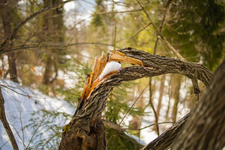 Broken tree in winter park, frost on branches